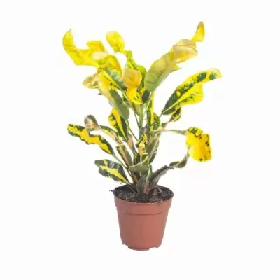 Кодиеум Гуаябо