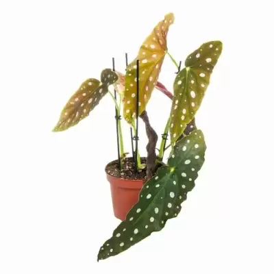 Бегония рекс Макулата