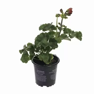 Пеларгония зональная Найт Скарлет