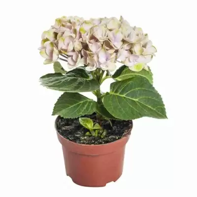 Гортензия Меджикал Революшен розовая