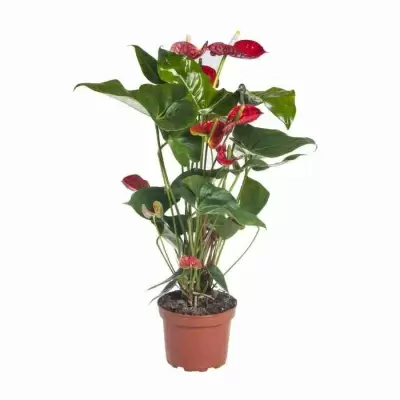 Антуриум андрианум Мадурал