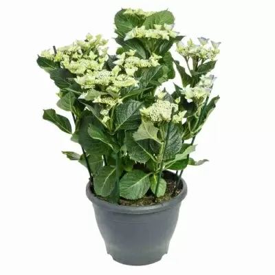 Гортензия мелкопильчатая Блю Берд 