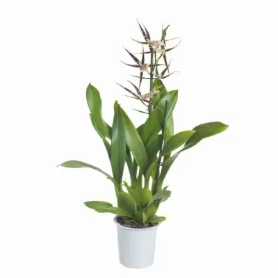 Брассия Тоскана 2ст