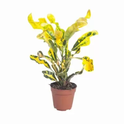 Кодиеум Гуаябо