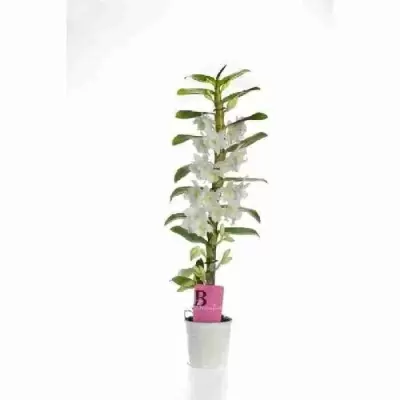 Дендробиум Нобиле Белый 1 ствол