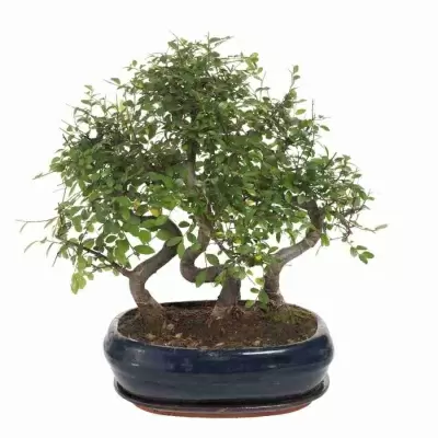 Бонсай Вяз три деревца