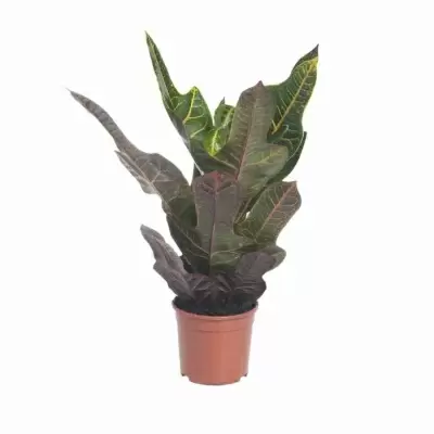 Кодиеум Экселент