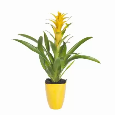 Гузмания Хильда 