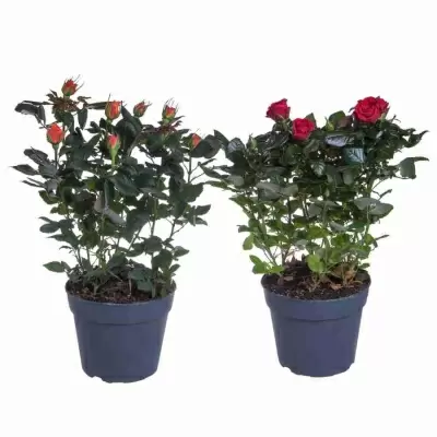 Роза Палас микс Роза Палас микс