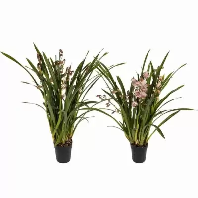 Цимбидиум Микс 5 ст