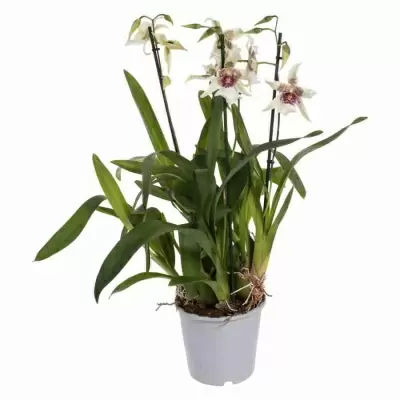 Камбрия Tahoma Glasier Green