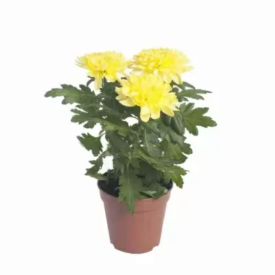 Хризантема зембла жёлтая