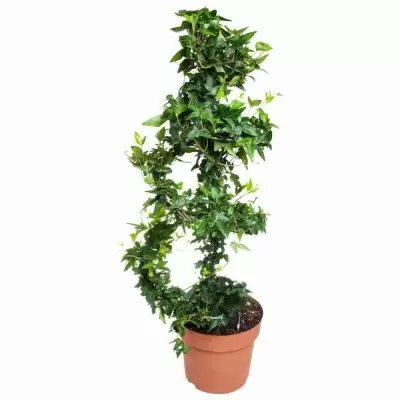 Хедера хеликс Грин спираль