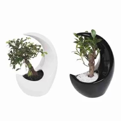 Бонсай Дзелька