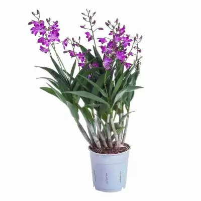 Дендробиум Берри Ода 