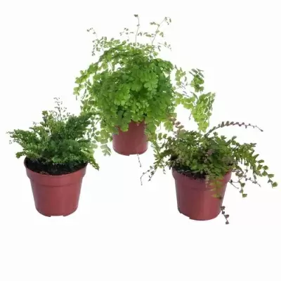 Адиантум Фрагранс Адиантум Фрагранс