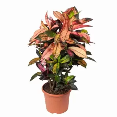 Кодиеум Миссис Айстон