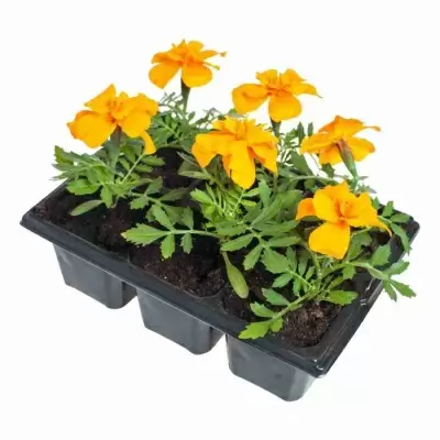 Тагетес оранжевый