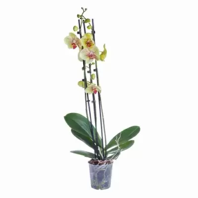 Фаленопсис Помпеи 2 ст