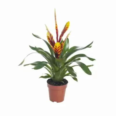 Вриезия Давина