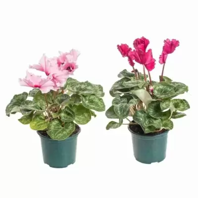 Цикламен Концерто Роуз