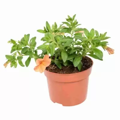 Сурфиния желтая