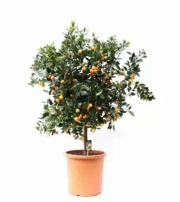 Цитрофортунелла Каламондин