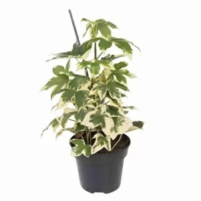 Фатсхедера лизе Вариегата