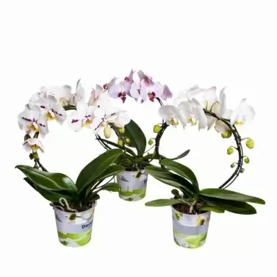 Фаленопсис зеркало Микс