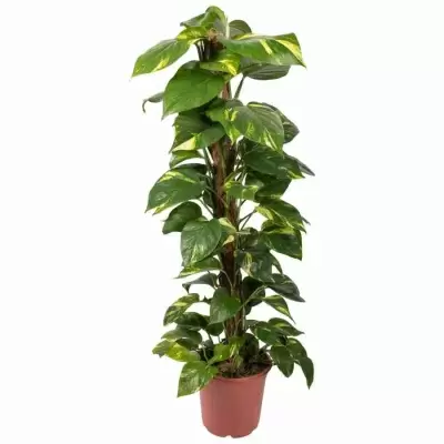 Эпипремнум моссток