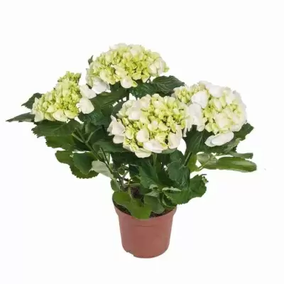 Гортензия Вуду  Гортензия Вуду