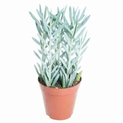 Крассула четырехгранная шиловидная