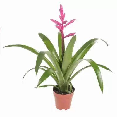 Вриезия Интенсо пинк