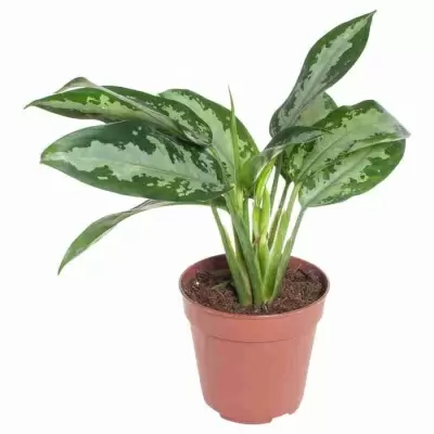 Аглаонема Юбилей