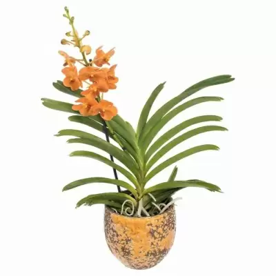 Ванда оранжевая