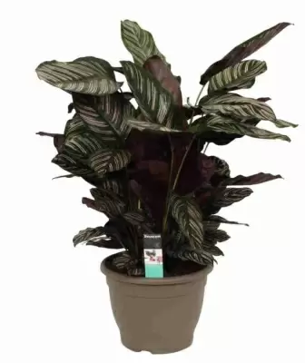 Калатея орната Сандериана