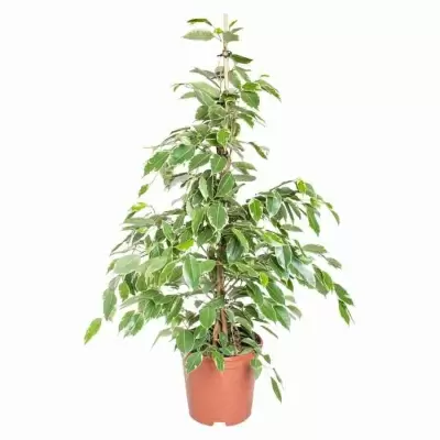 Фикус бенджамина Голден Кинг