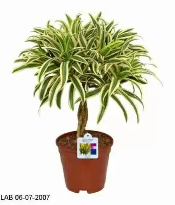 Драцена рефлекса Сонг Оф Индия