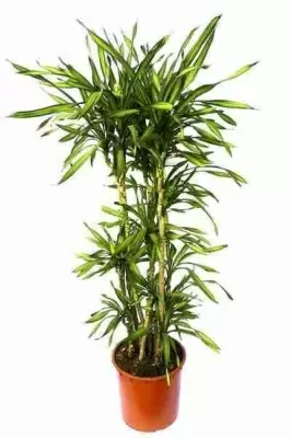 Драцена фрагранс Рики разветвленная