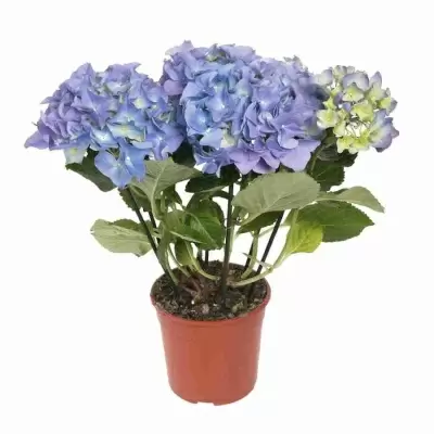 Гортензия крупнолистная Боденси Гортензия крупнолистная Боденси