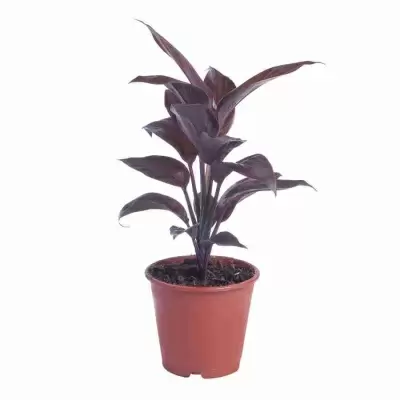 Кордилина Конга