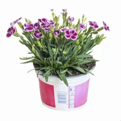 Гвоздика Пинк Киссес