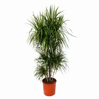 Драцена маргината разветвленная