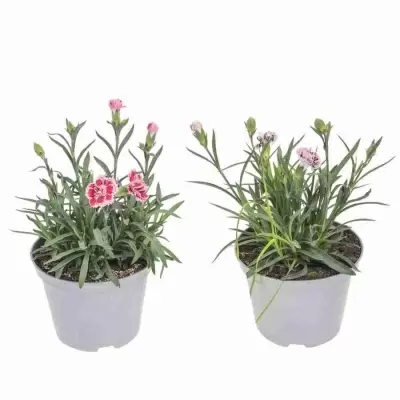 Гвоздика Микс