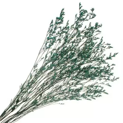 Эрагростис стабилизированный