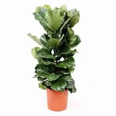 Фикус лировидный (лирата) 3 ст