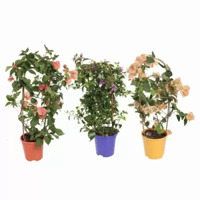 Бугенвиллия Ринстар Кремовая на решетке Бугенвиллия Ринстар Кремовая на решетке