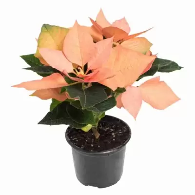 Пуансеттия Кремовая