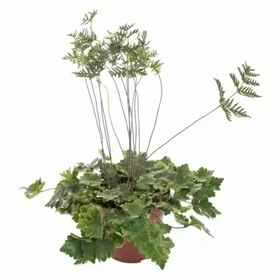 Дориоптерис Стоповидный Дориоптерис Стоповидный