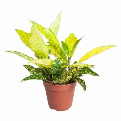 Кодиеум Голд Сан